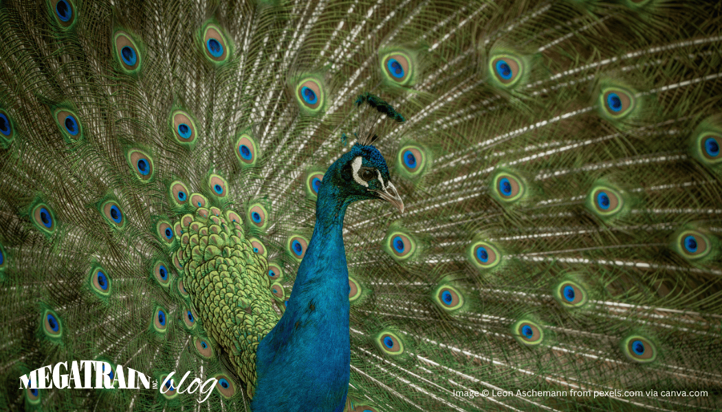 The Peacock Feathers We All Carry